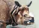 動物図鑑、インドサイ